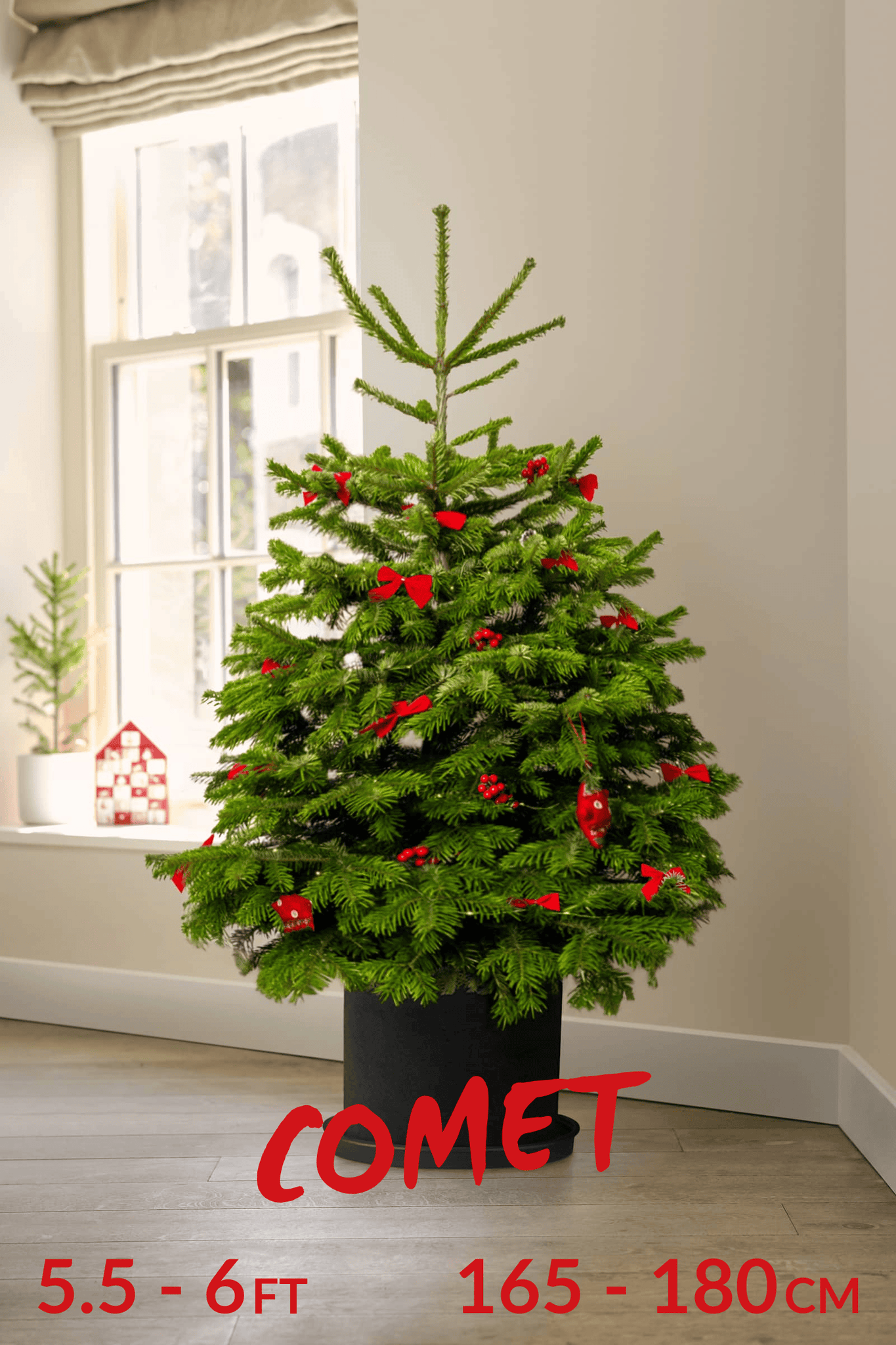 Pot Grown Tree (You Rent, We Replant)