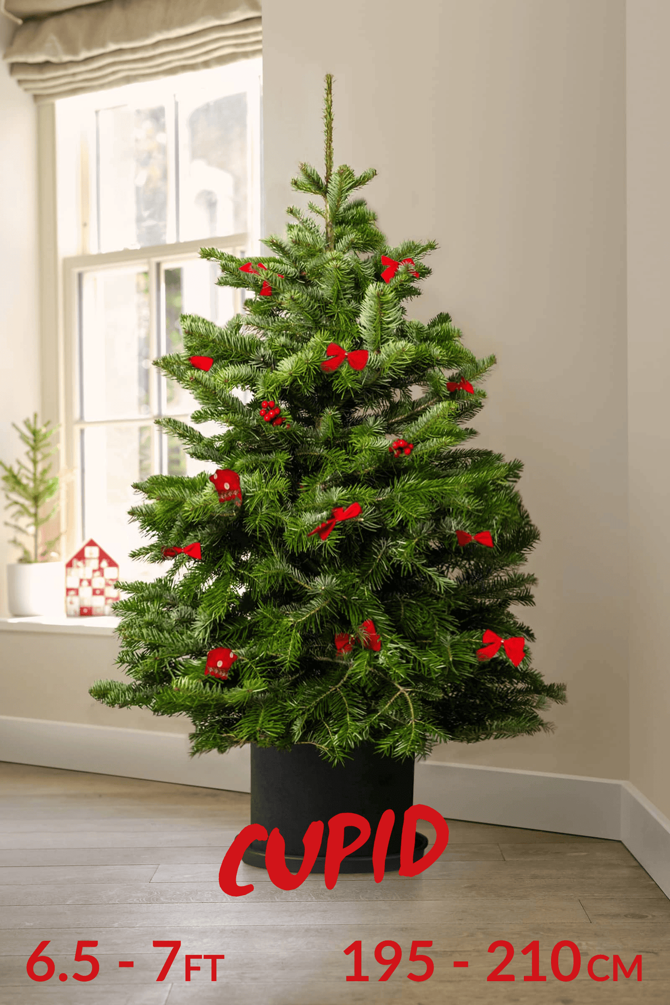 Pot Grown Tree (You Rent, We Replant)