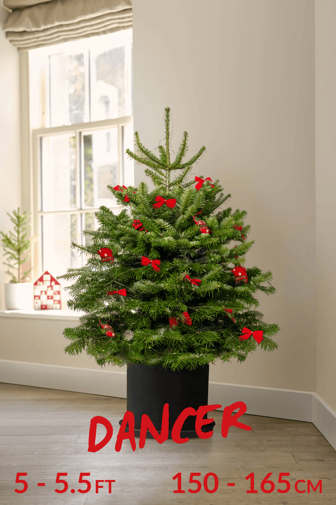 Pot Grown Tree (You Rent, We Replant)