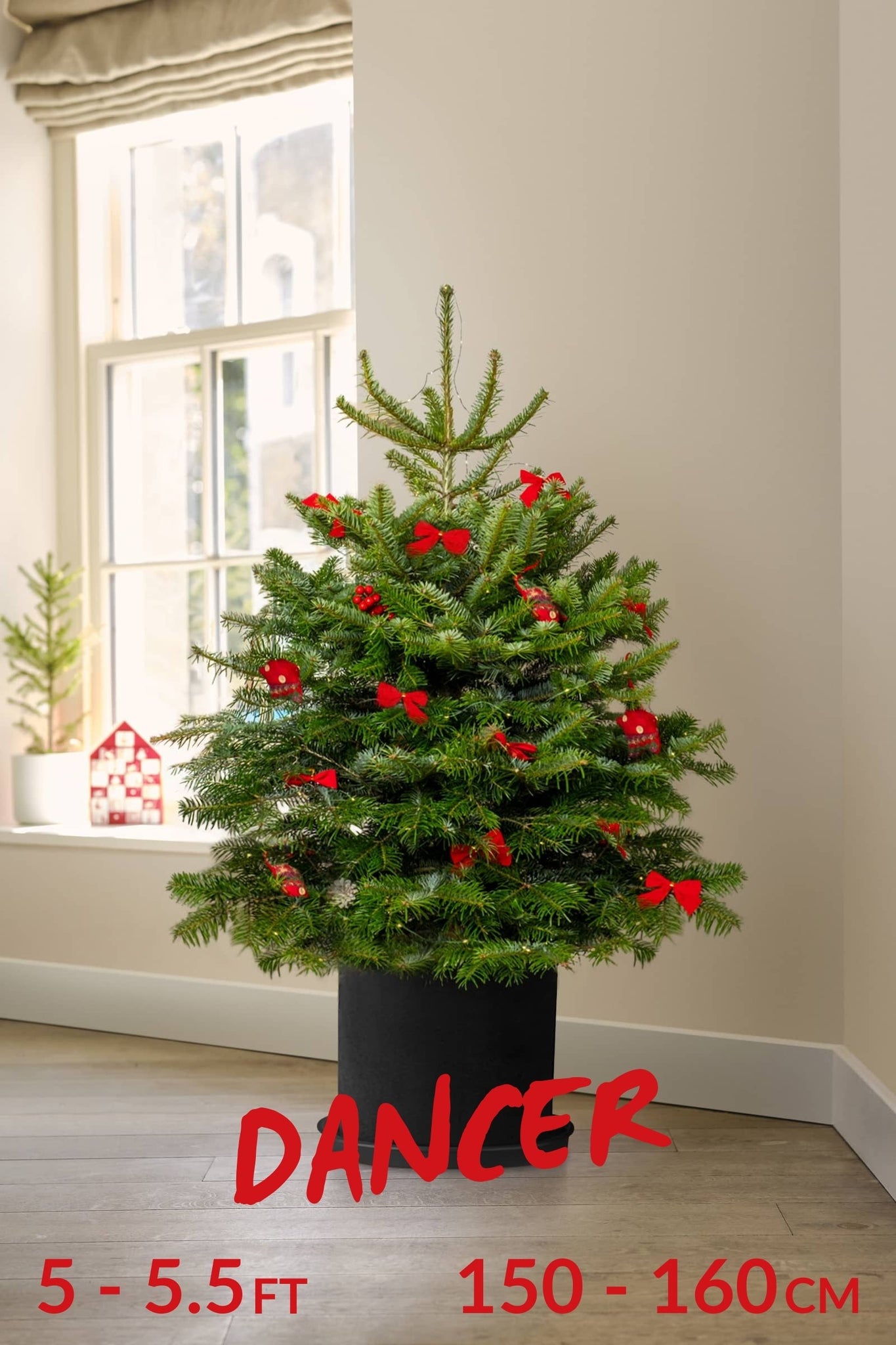 Pot Grown Tree (You Rent, We Replant)