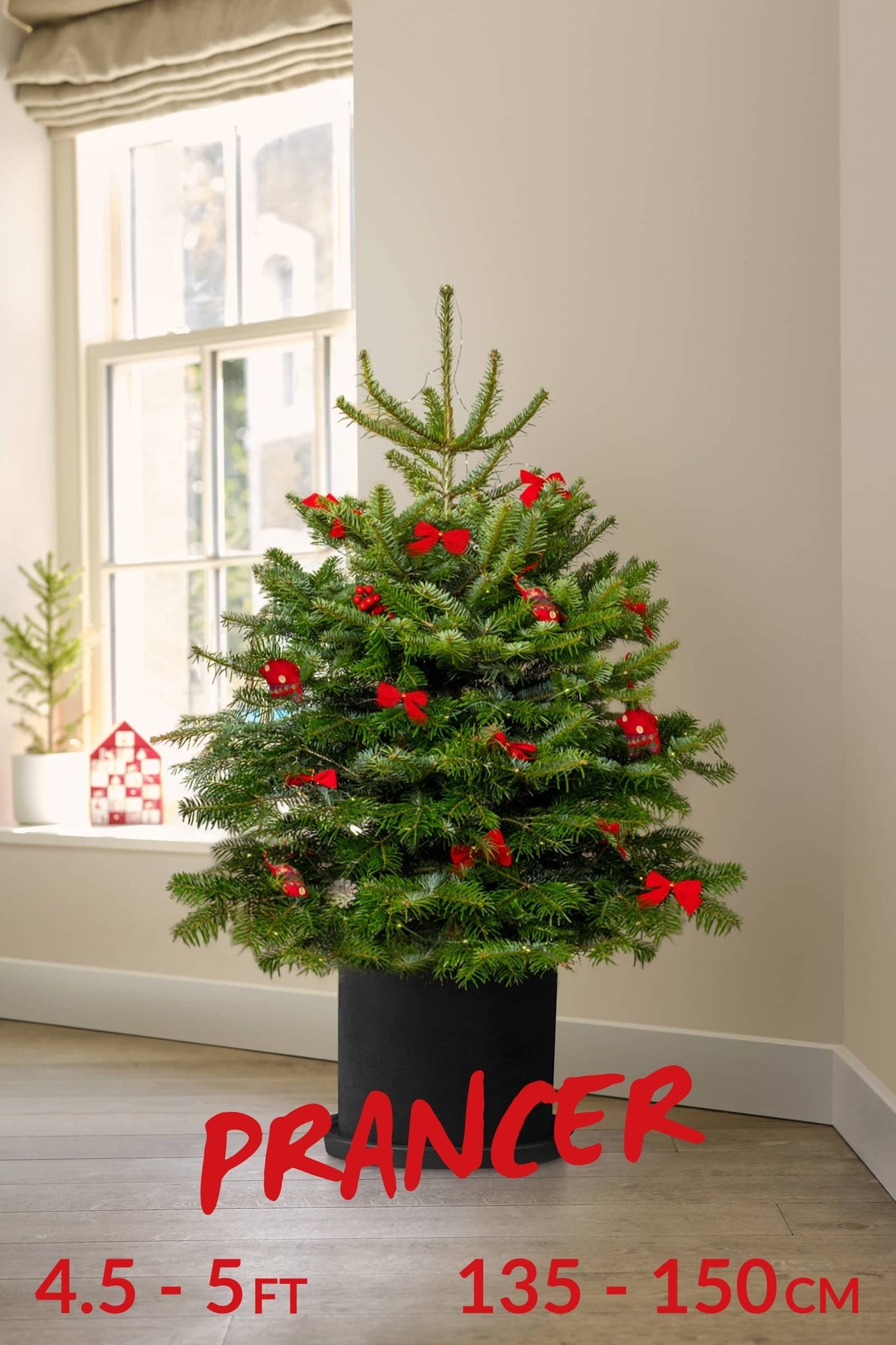 Pot Grown Tree (You Keep & Grow)