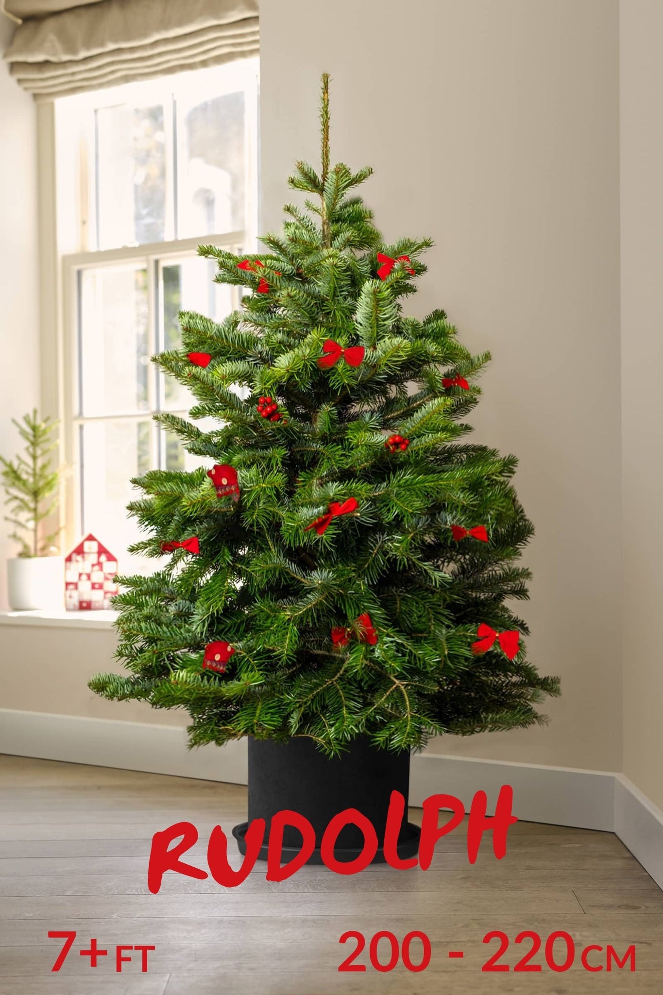 Pot Grown Tree (You Keep & Grow)