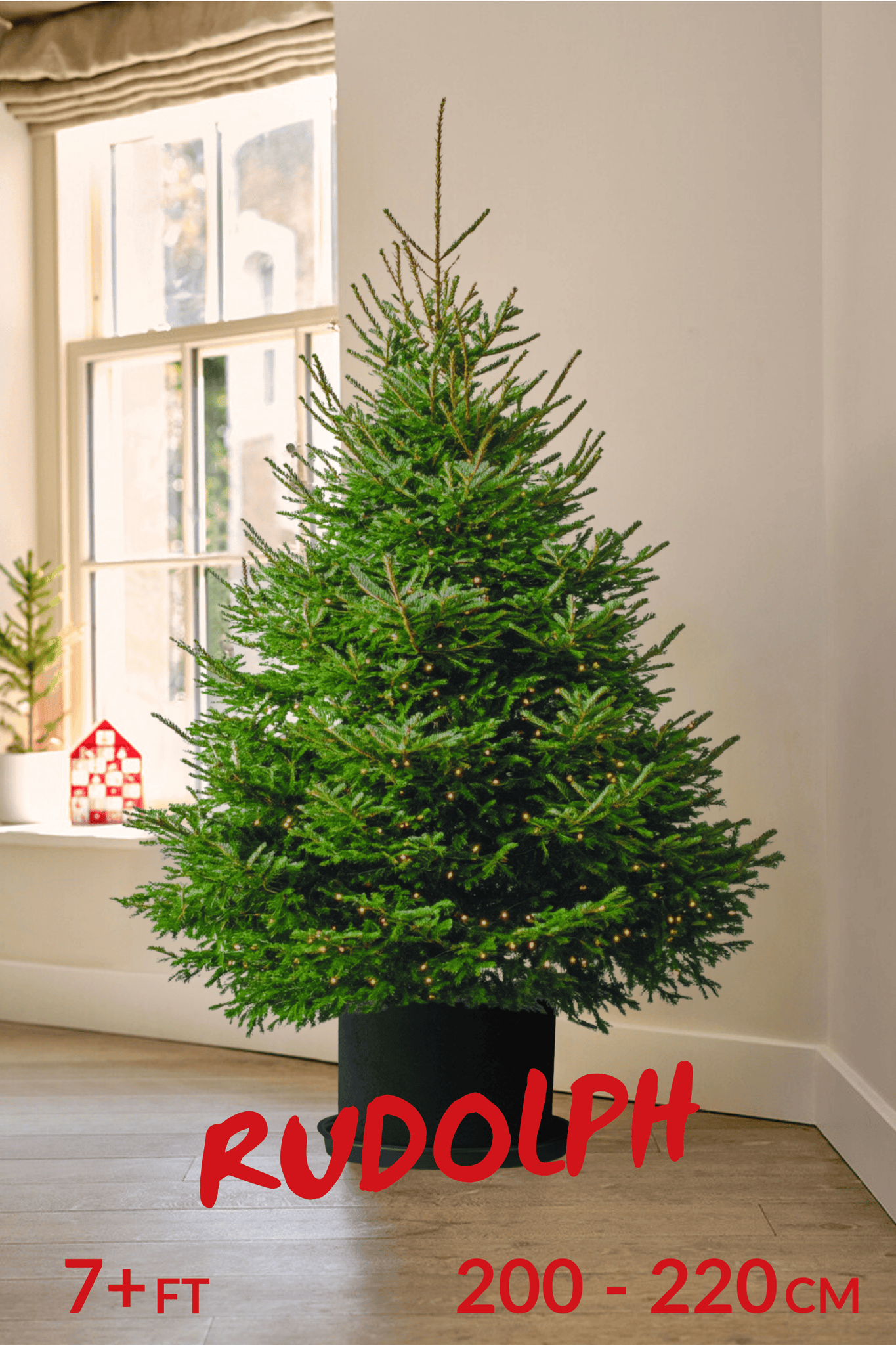 Pot Grown Tree (You Rent, We Replant)