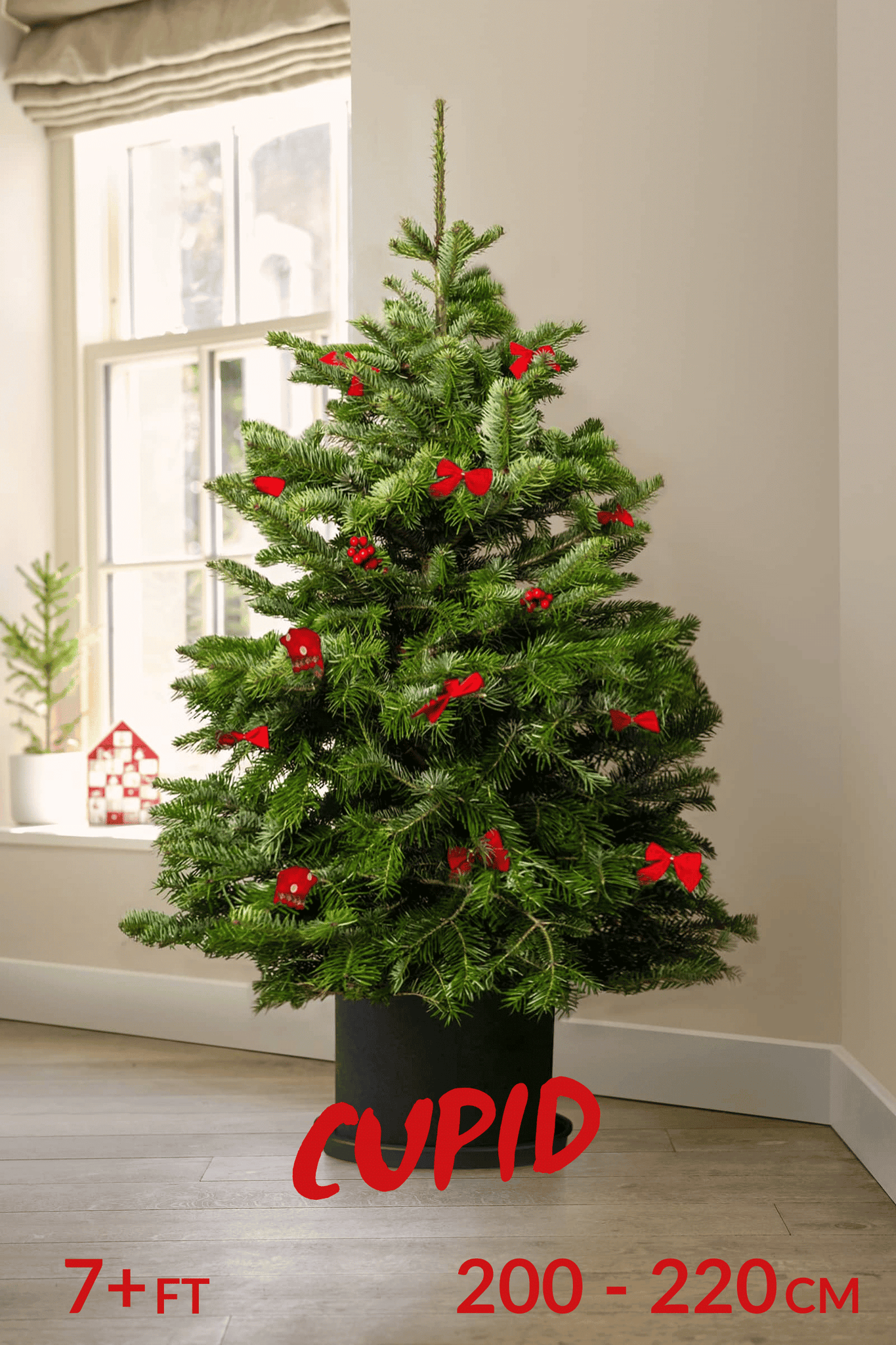 Pot Grown Tree (You Rent, We Replant)