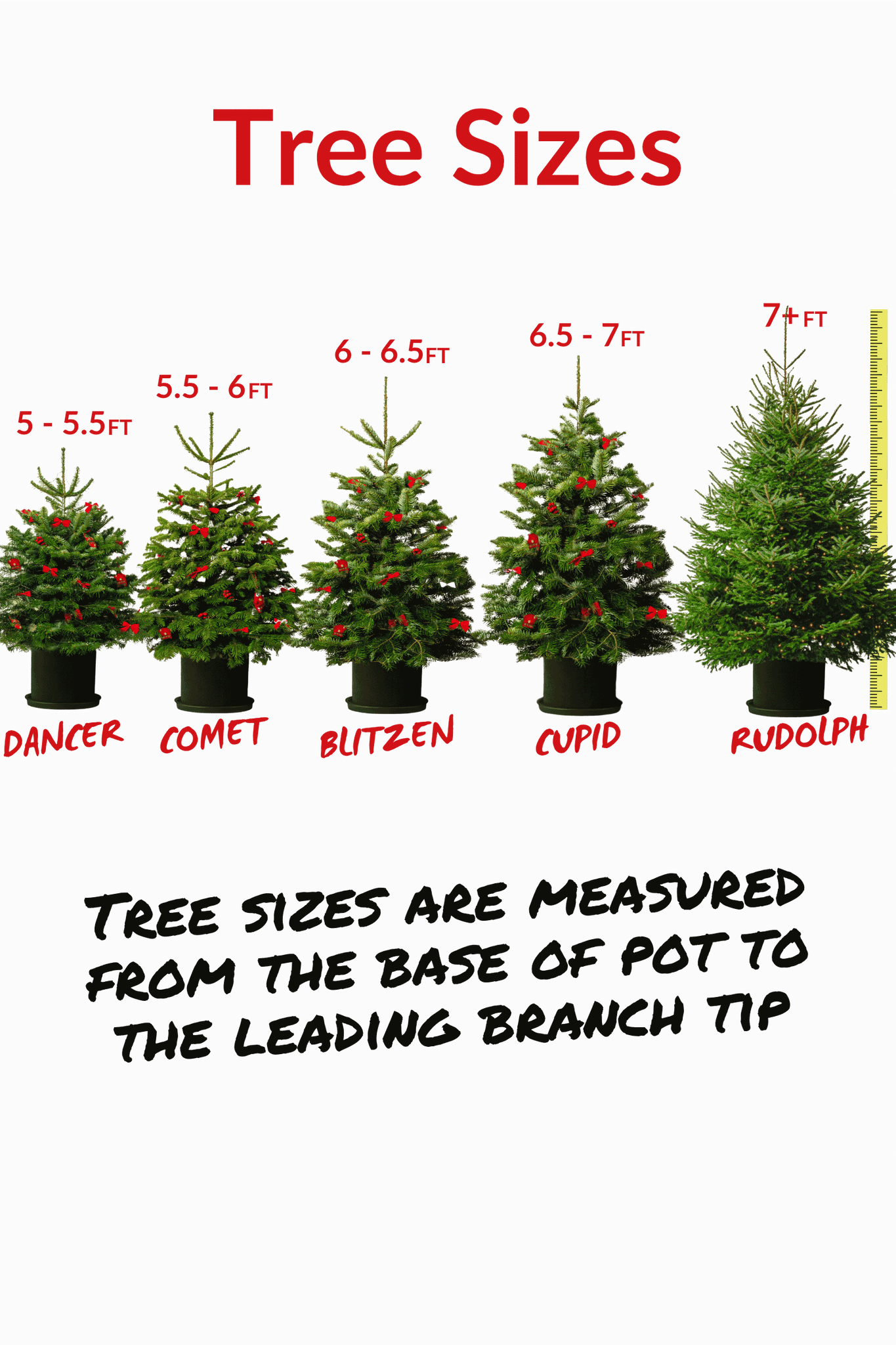 Pot Grown Tree (You Rent, We Replant)