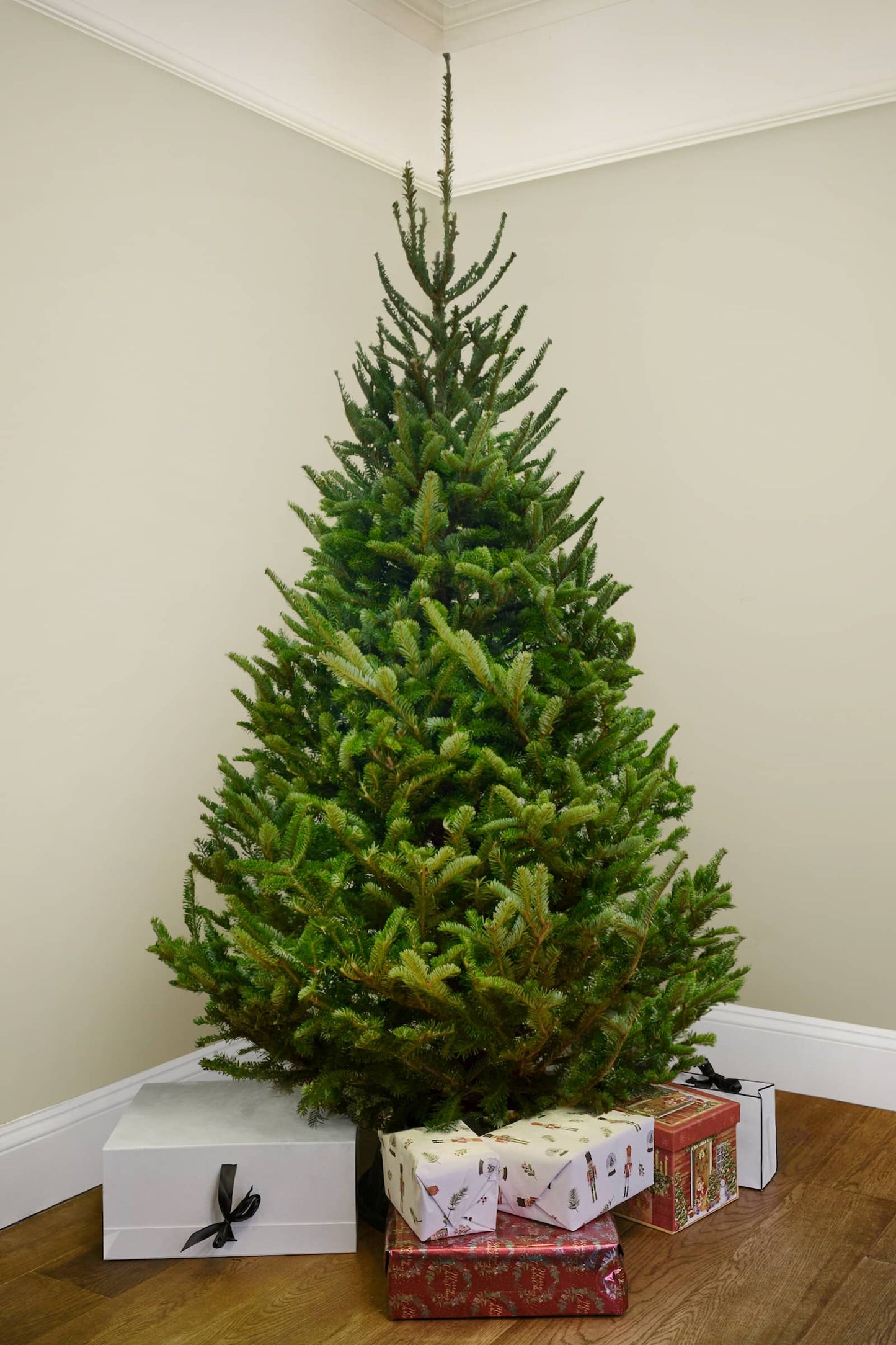 Fraser Fir Christmas Tree rich green foliage, easy to care for, and low-drop needles british grown premium Sustainable 