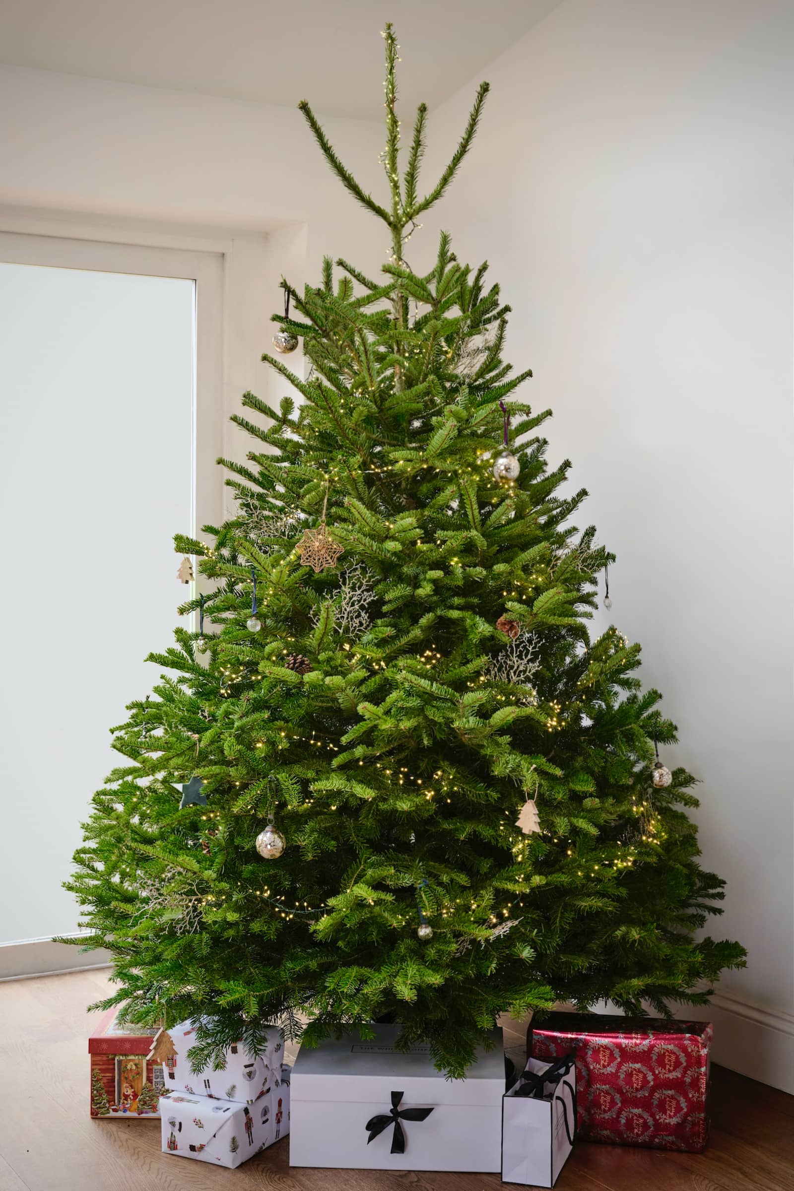 Nordmann Fir british grown Full and bushy, easy to care for, and low-drop needles the Nordmann is the UK's favourite tree.