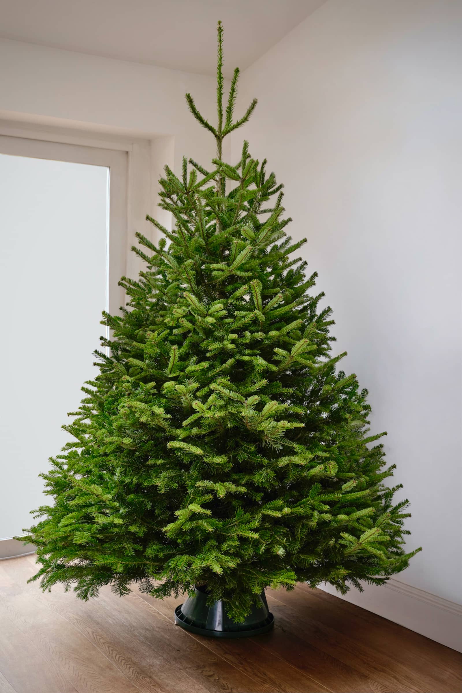 Nordmann Fir british grown Full and bushy, easy to care for, and low-drop needles the Nordmann is the UK's favourite tree.